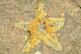Plate Of Starfish, Edrioasteroids, Crinoid & Trilobite - Pos/Neg #254040-6